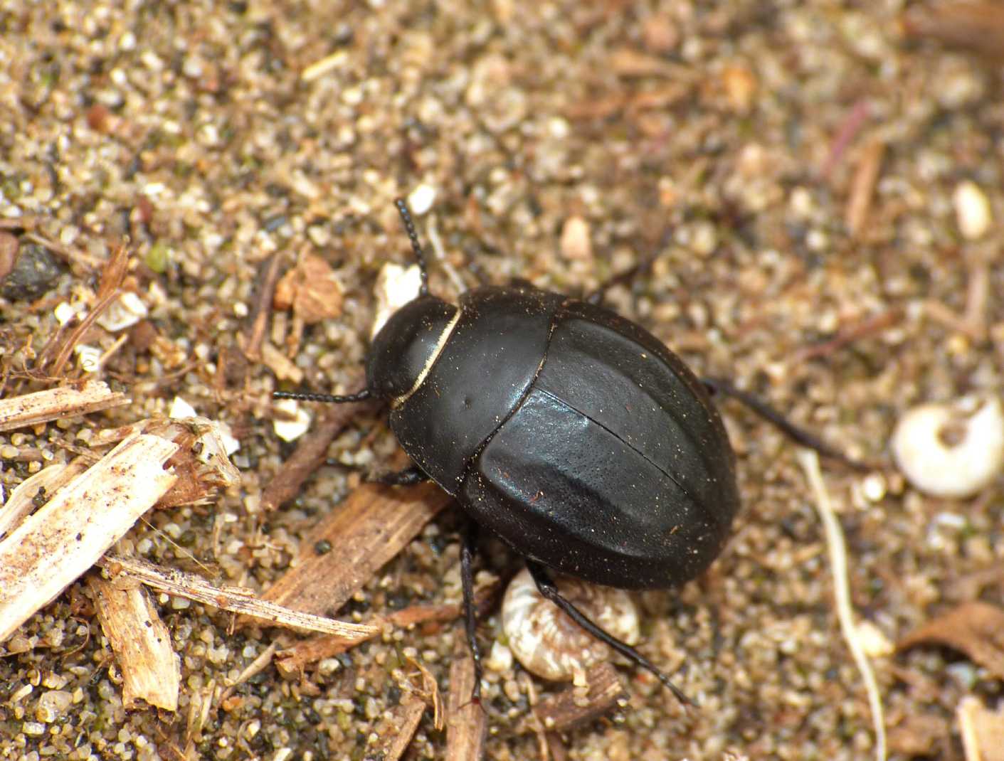 Erodius sp. simpatico animaletto